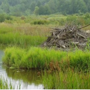 Beaver dam in a wetland featuring native flora.