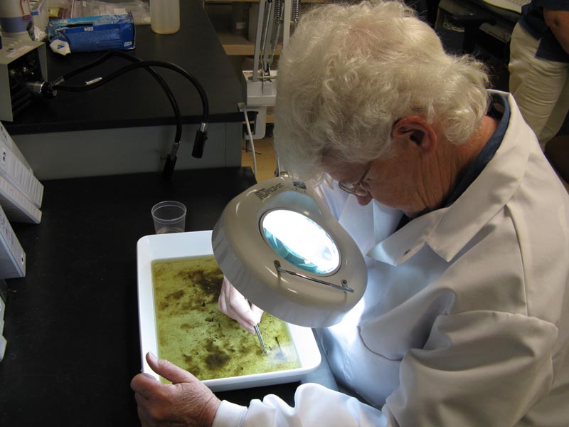 A woman in a lab using a magnifying glass to sort the collected beththic macroinvertebrates.