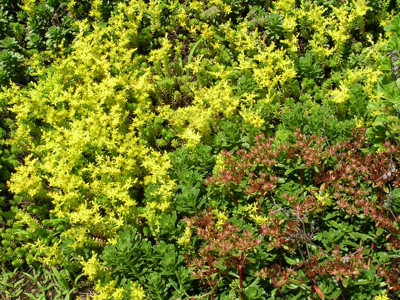 Sedums in bloom. There are several varieties of sedums on this green roof.