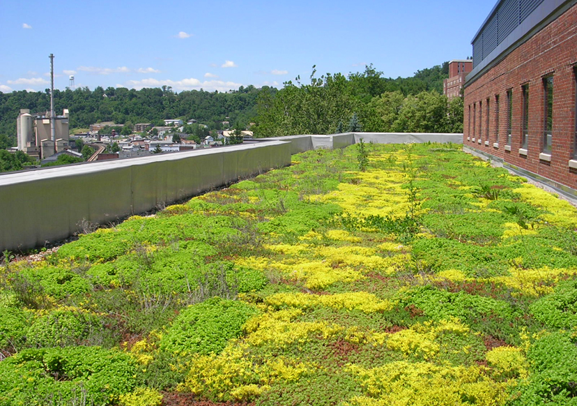Green roof on the front side of Brooks Hall.