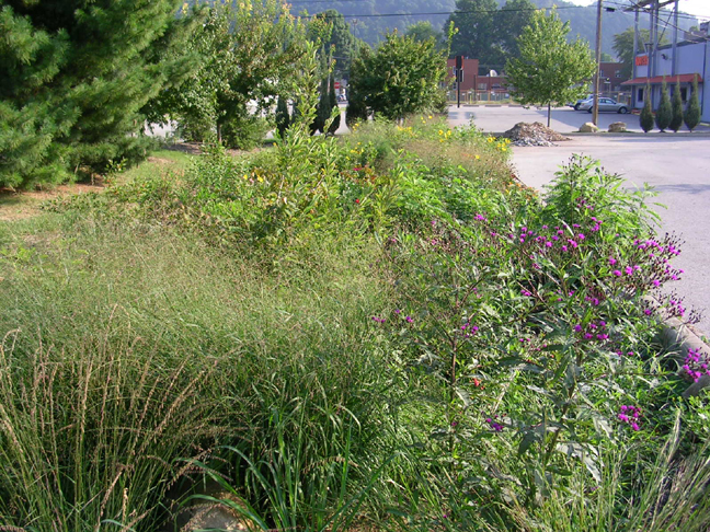 Photo of WVDEP rain garden. Located in the parking lot of DEP in Kanawha City, WV