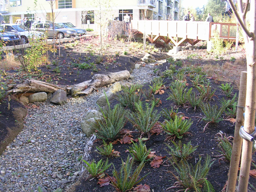 Photo of restored stream bed and adjacent rain garden sandwiched between two apartment buildings