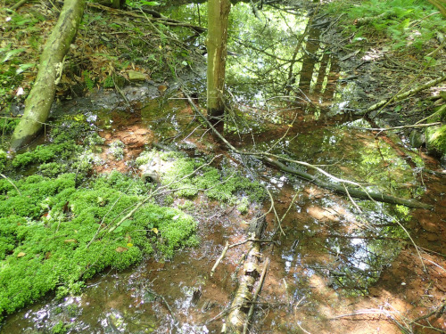 A vernal pool with vegetation in the early summer