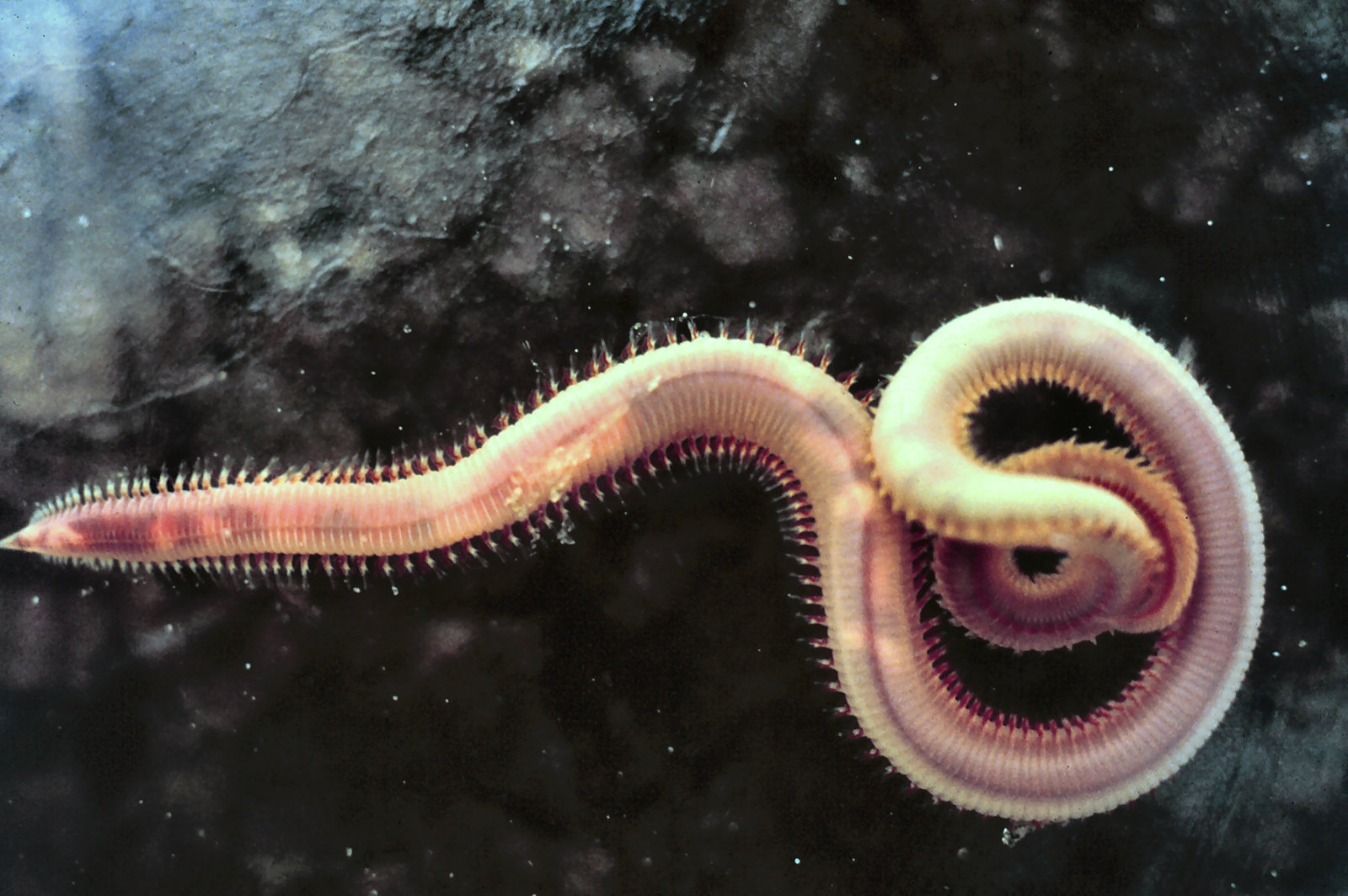 Annelida, also known as, Leeches and Worms