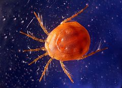 Arachnida, also known as, Water Mites