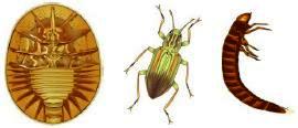 Coleoptera, also known as, Beetles