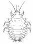 Neuroptera, also known as, Spongilliflies
