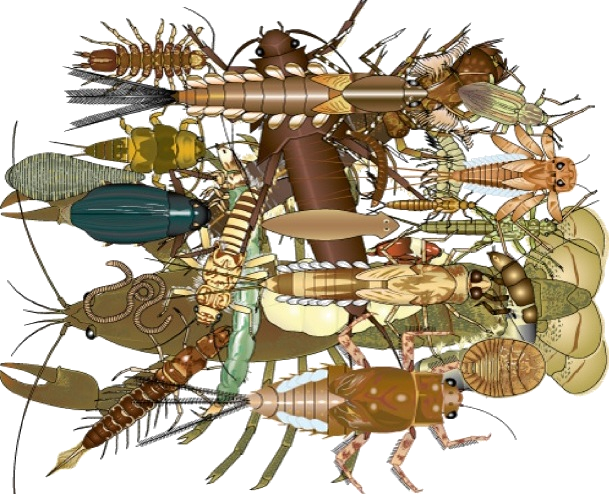 Animated picture showing various insect and non-insect benthic macroinvertebrates