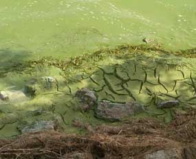 Cyanobacteria bloom in Lake Erie in 2011