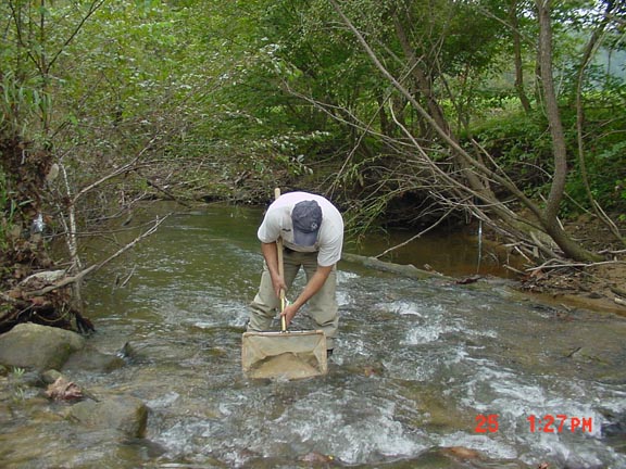 A man using a net to collect benthic macroinvertebrates from a stream.