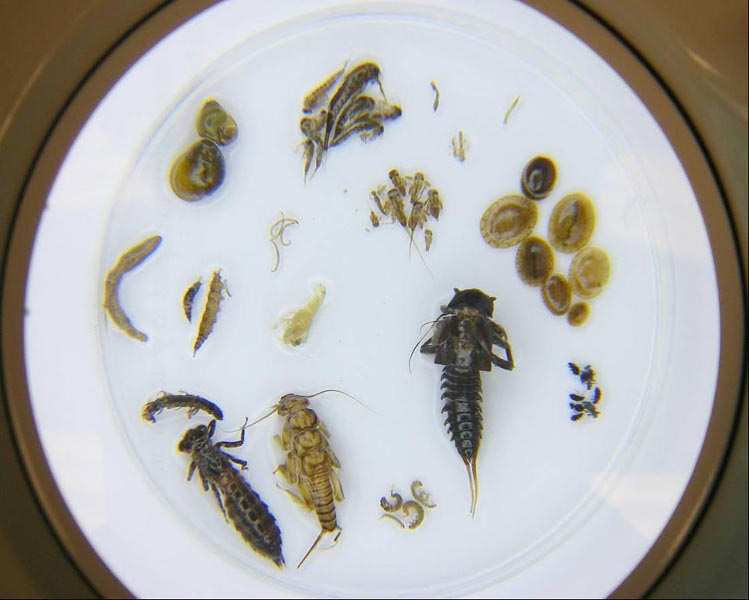 Various benthic macroinvertebrates in a dish