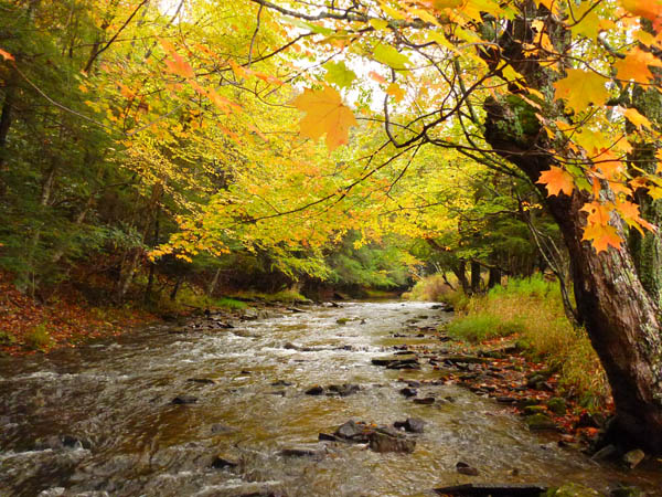 Gandy Creek - Mountain trout stream - benthos habitat