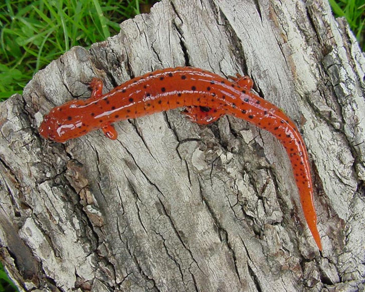 Mud Salamander - Preys on Benthic Macroinvertebrates