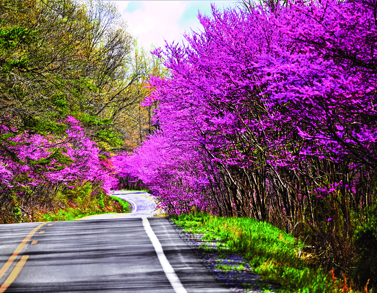 Green and purple foliage along a winding, country road.