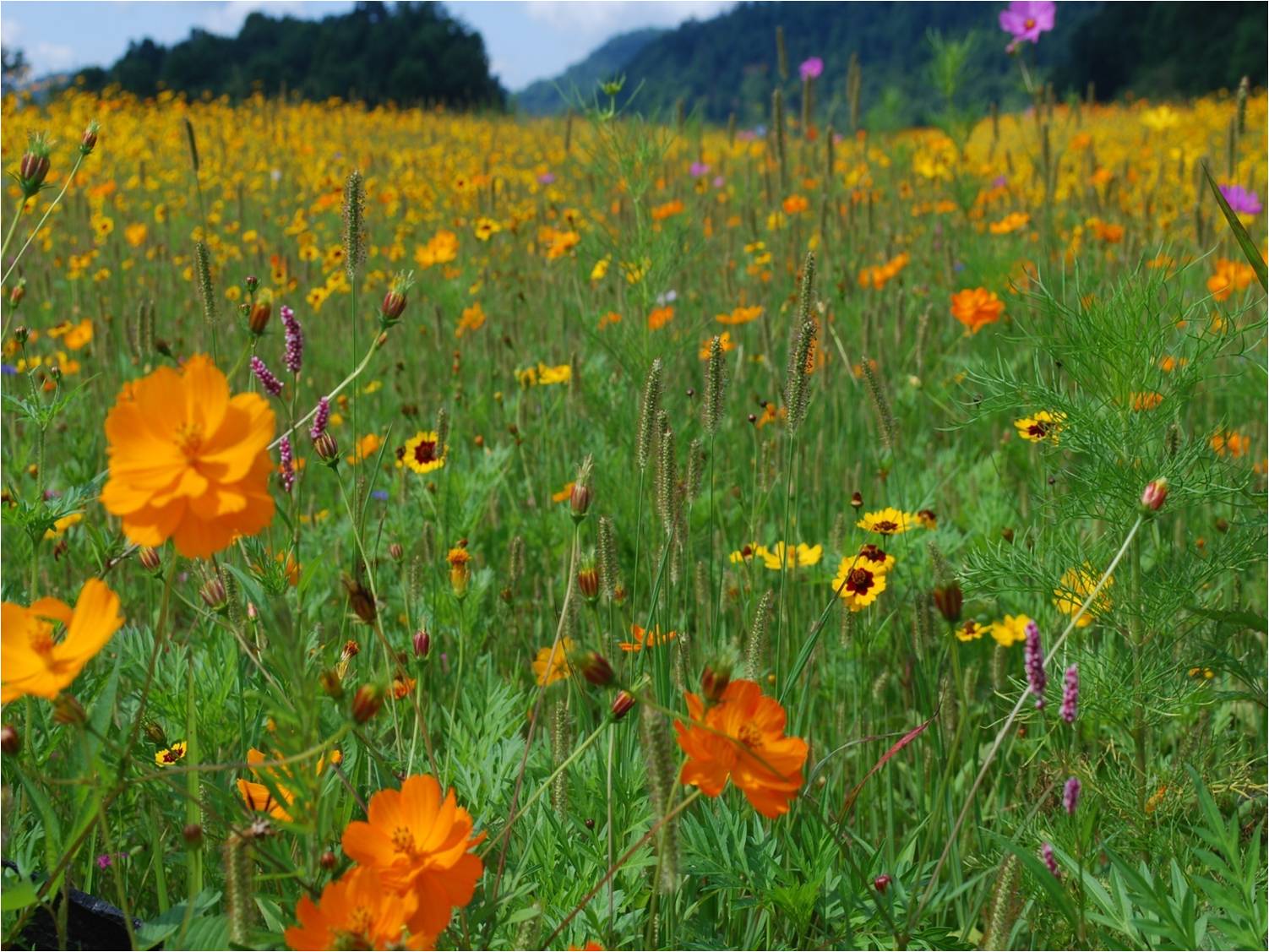 Orange and yellow wildflowers in a field on a sunny day.